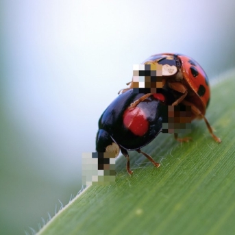 ladybug_two_social_networks_pixelated_protected_hidden_covered_sex-1415929.jpg!d